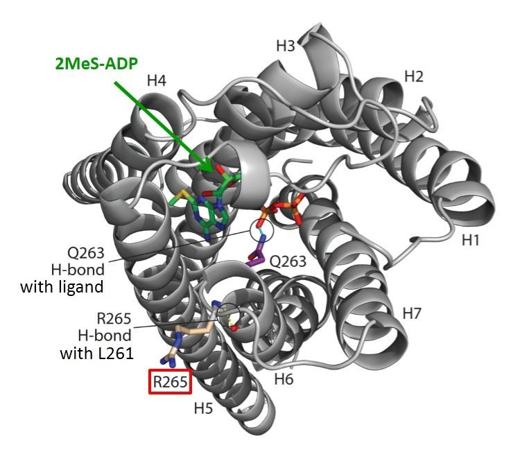 Eosinophilic leukaemia in a patient
