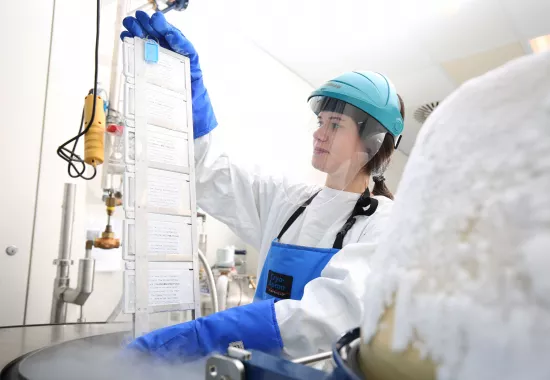 Researchers investigate if stem cells can reverse osteoarthritis damage