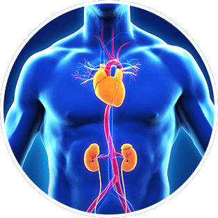 Cardiovascular and Renal